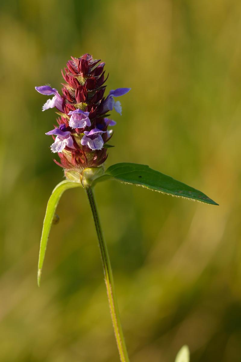 Selfheal