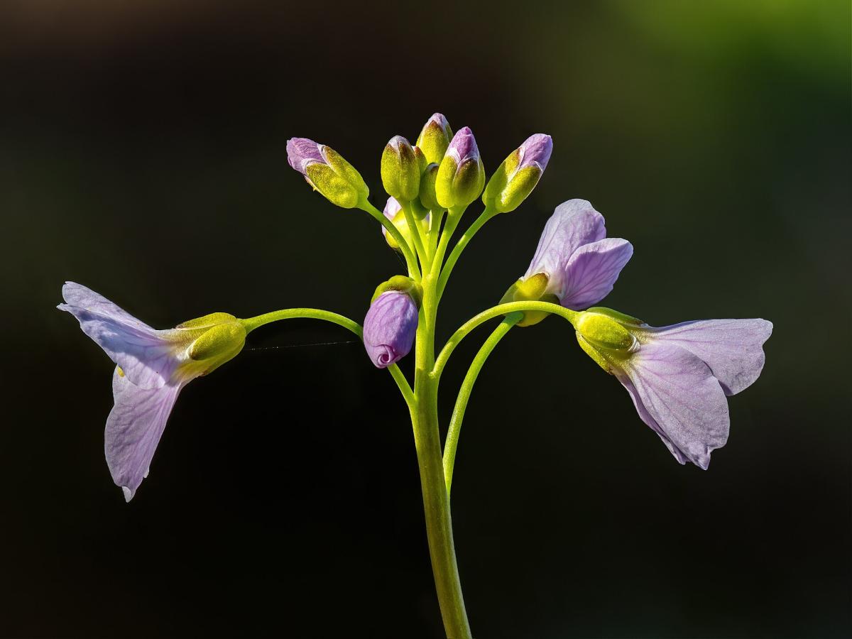 Cuckooflower