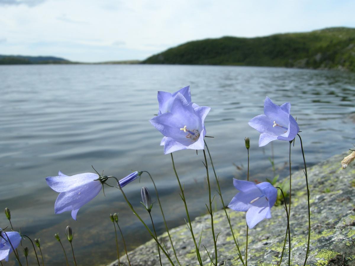 Harebell