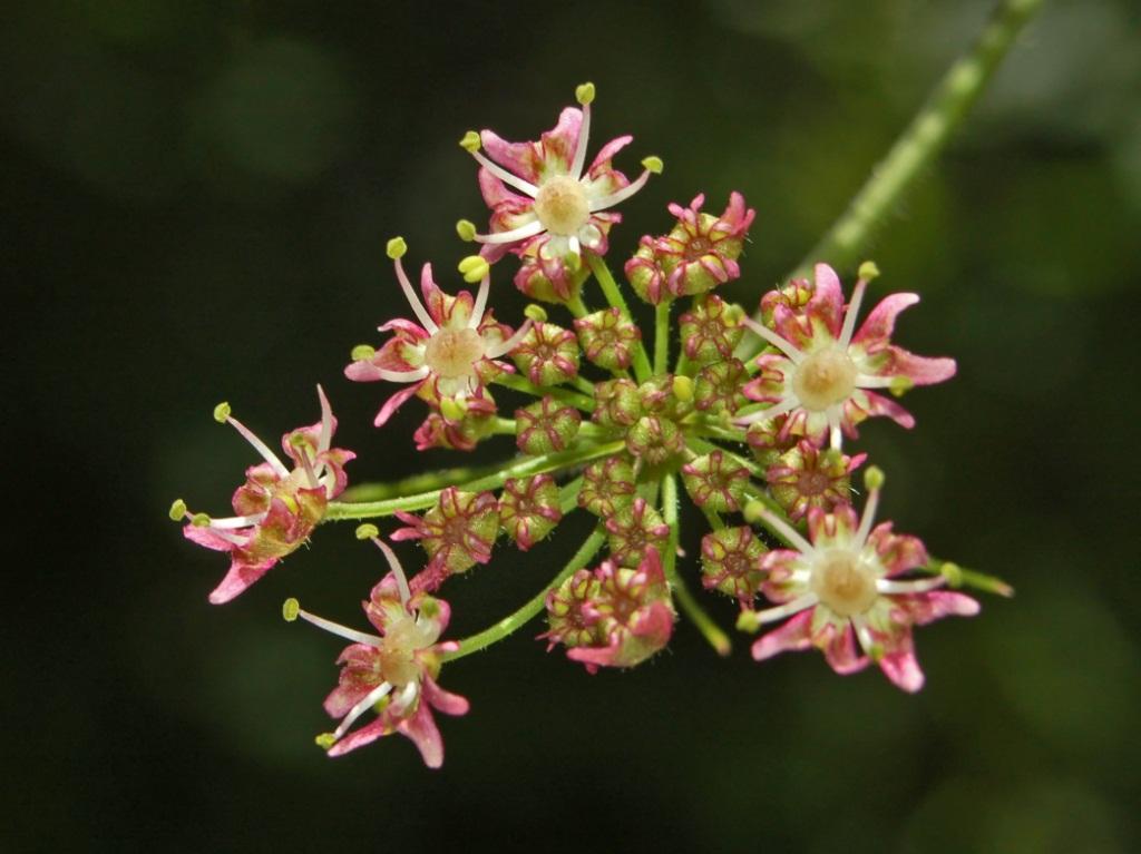 Hogweed
