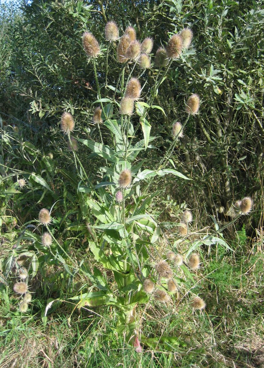 Wild Teasel