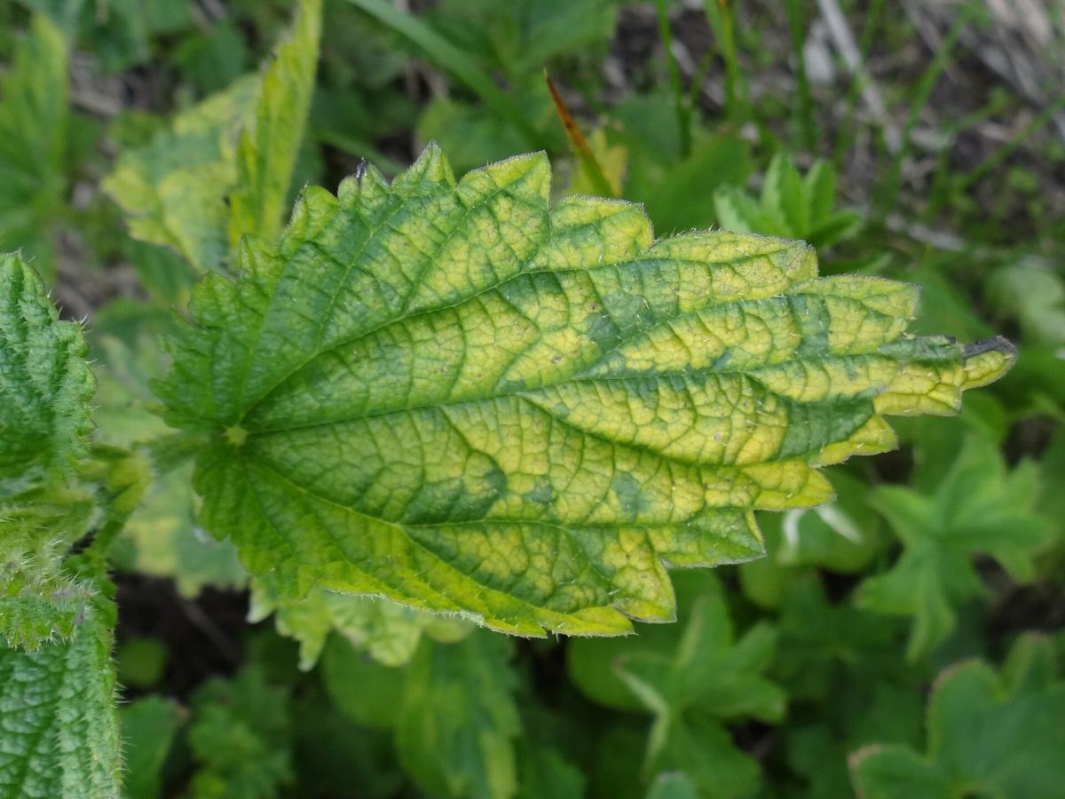 Common Nettle