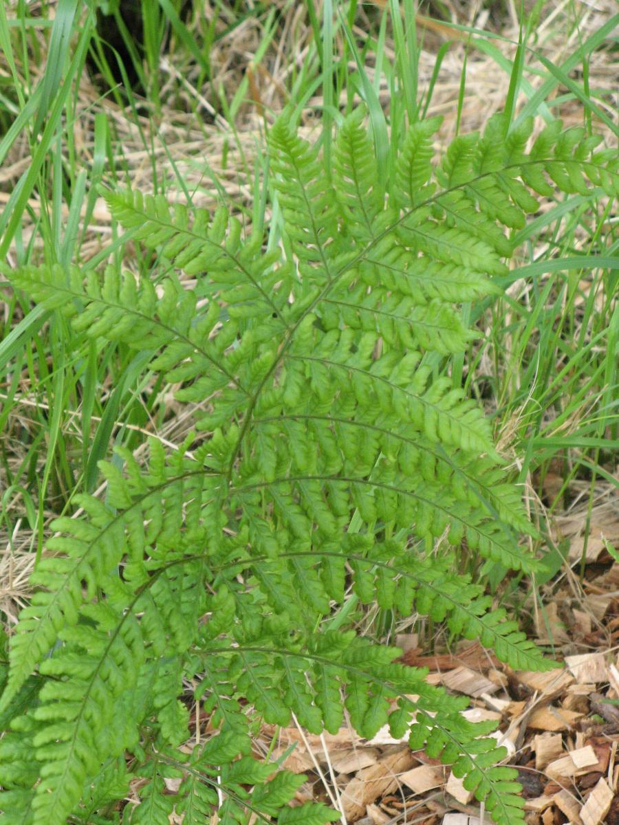 Broad Buckler-fern