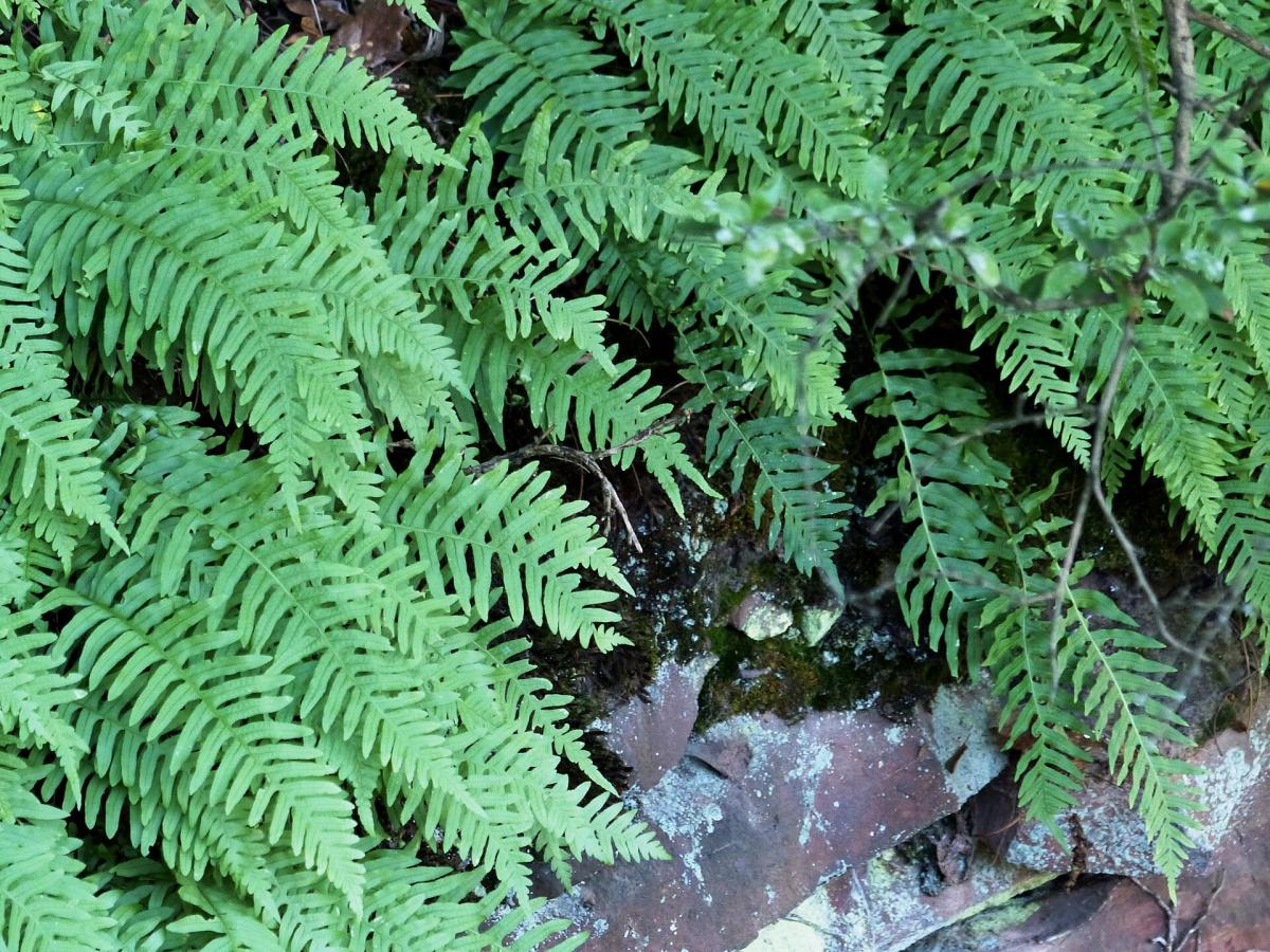 Common Polypody