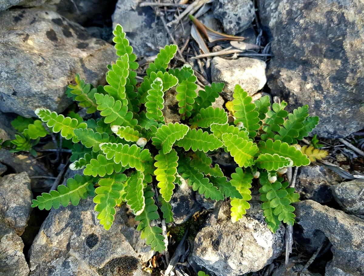 Rustyback Fern