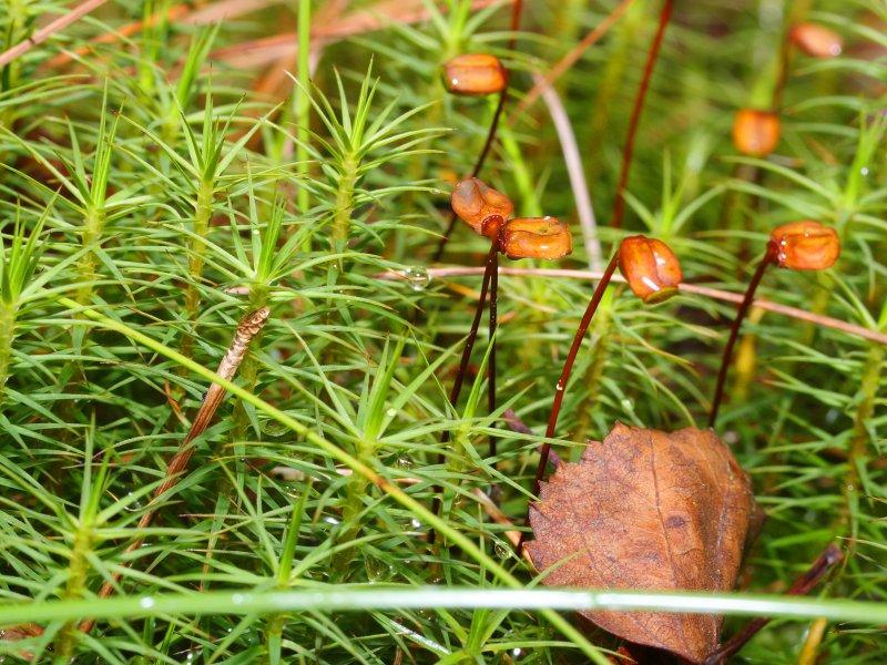 Common Haircap Moss