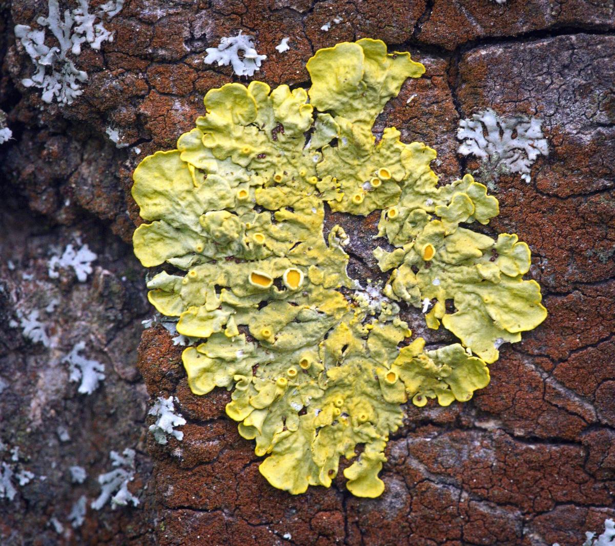 Common Orange Lichen