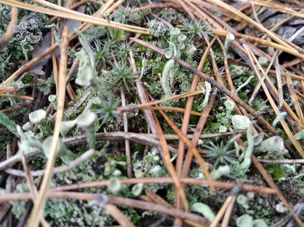 Cladonia Cup Lichen