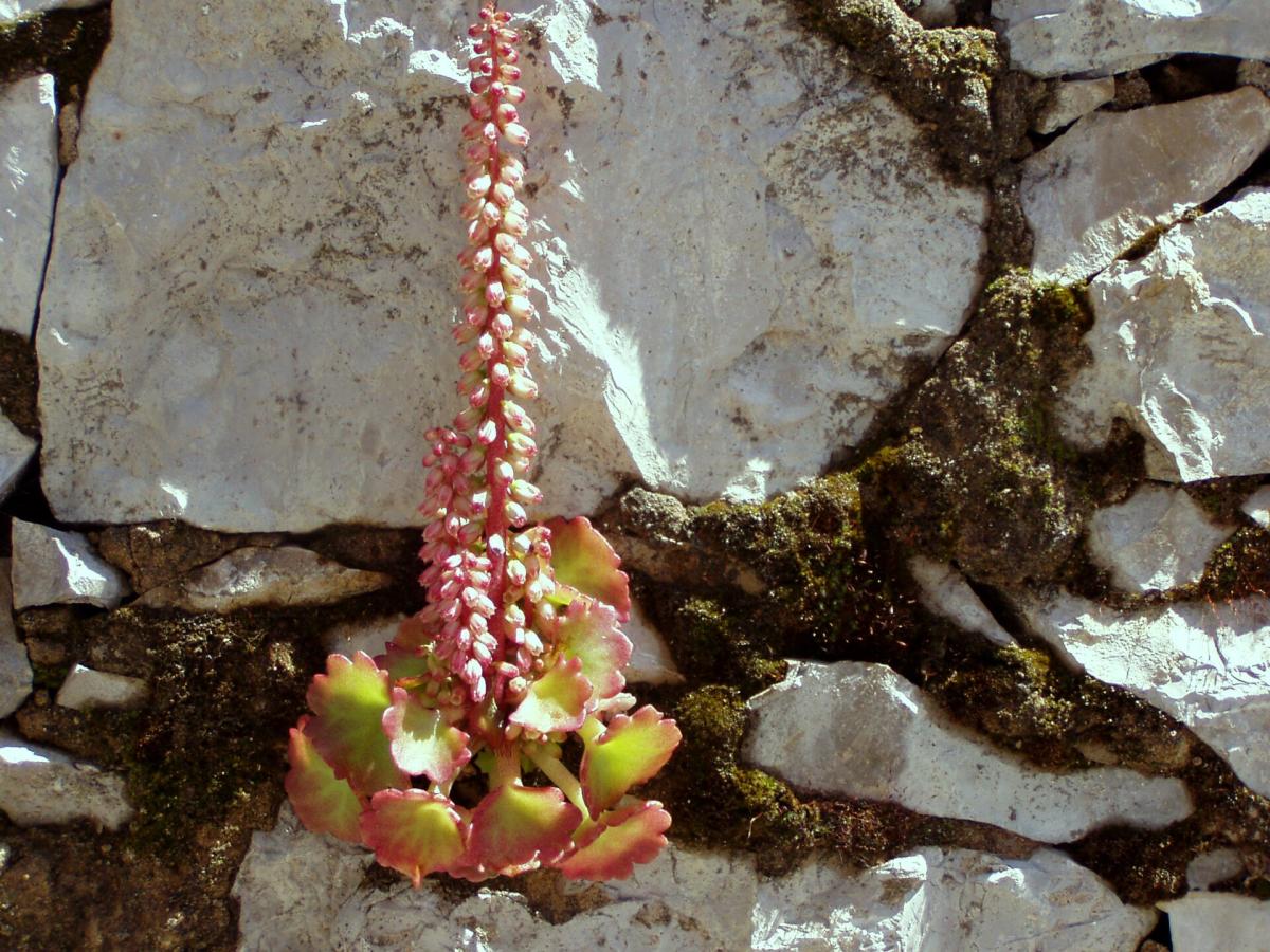 Navelwort (Wall Pennywort)