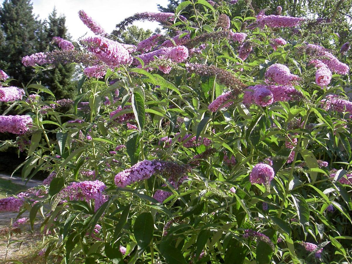 Common Butterfly Bush