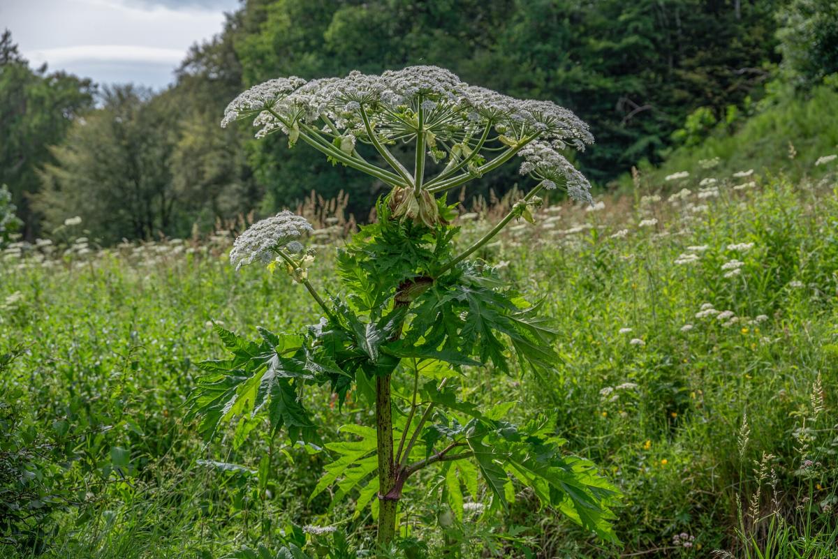 Giant Hogweed