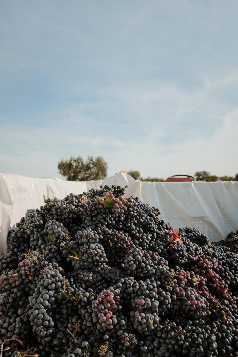 Spring Solstice Wine Tasting