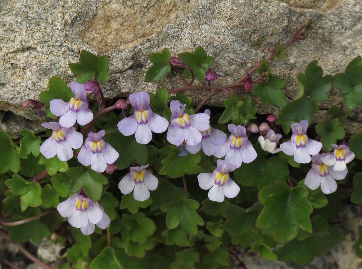 Ivy-leaved Toadflax