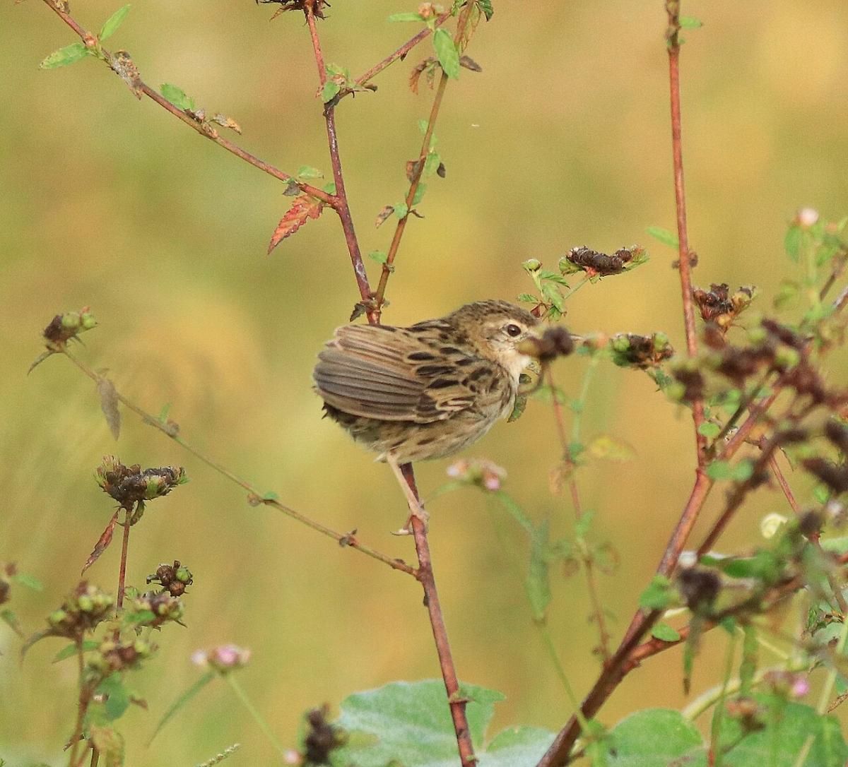 Grasshopper Warbler