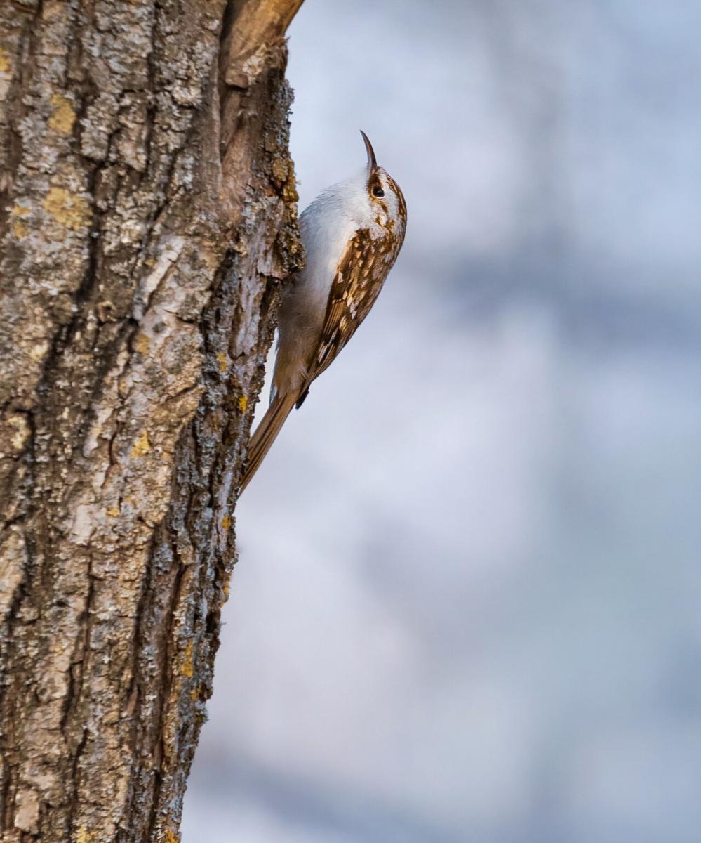 Treecreeper