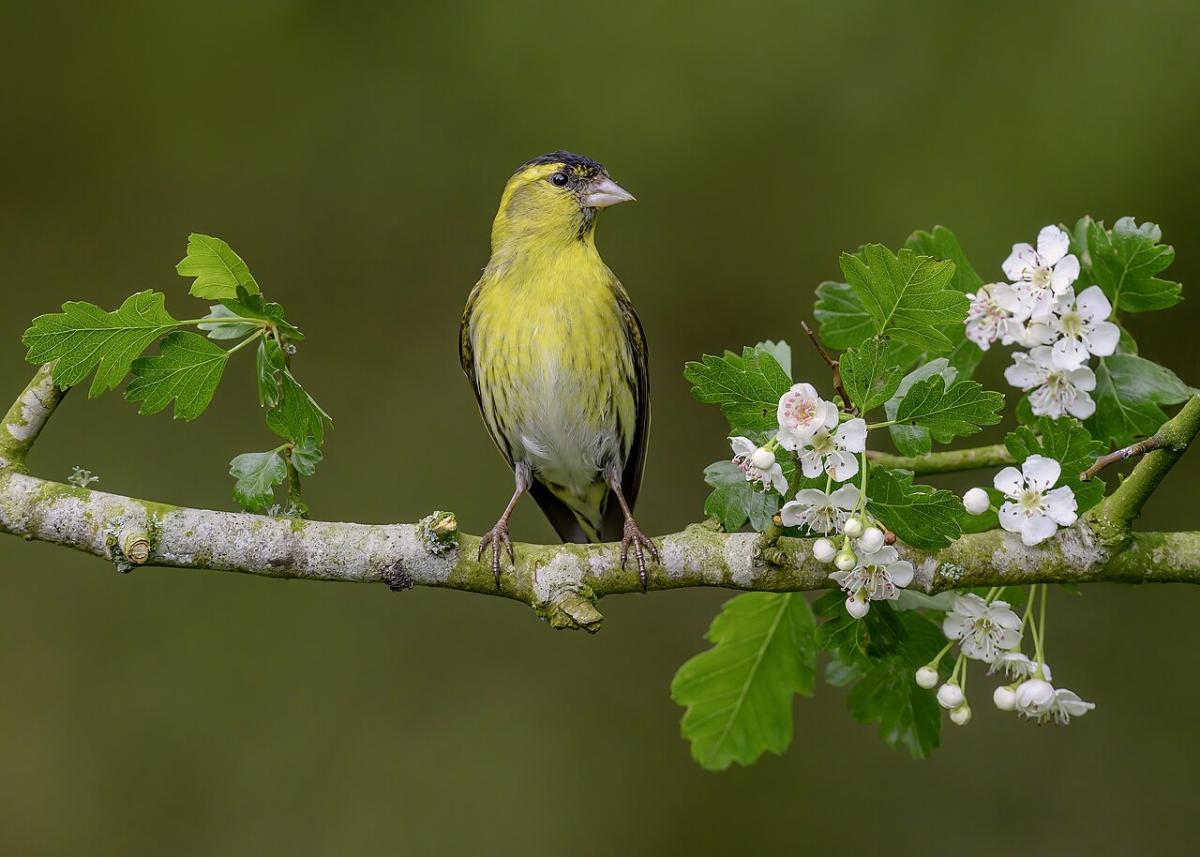 Siskin