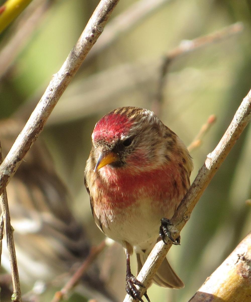 Lesser Redpoll