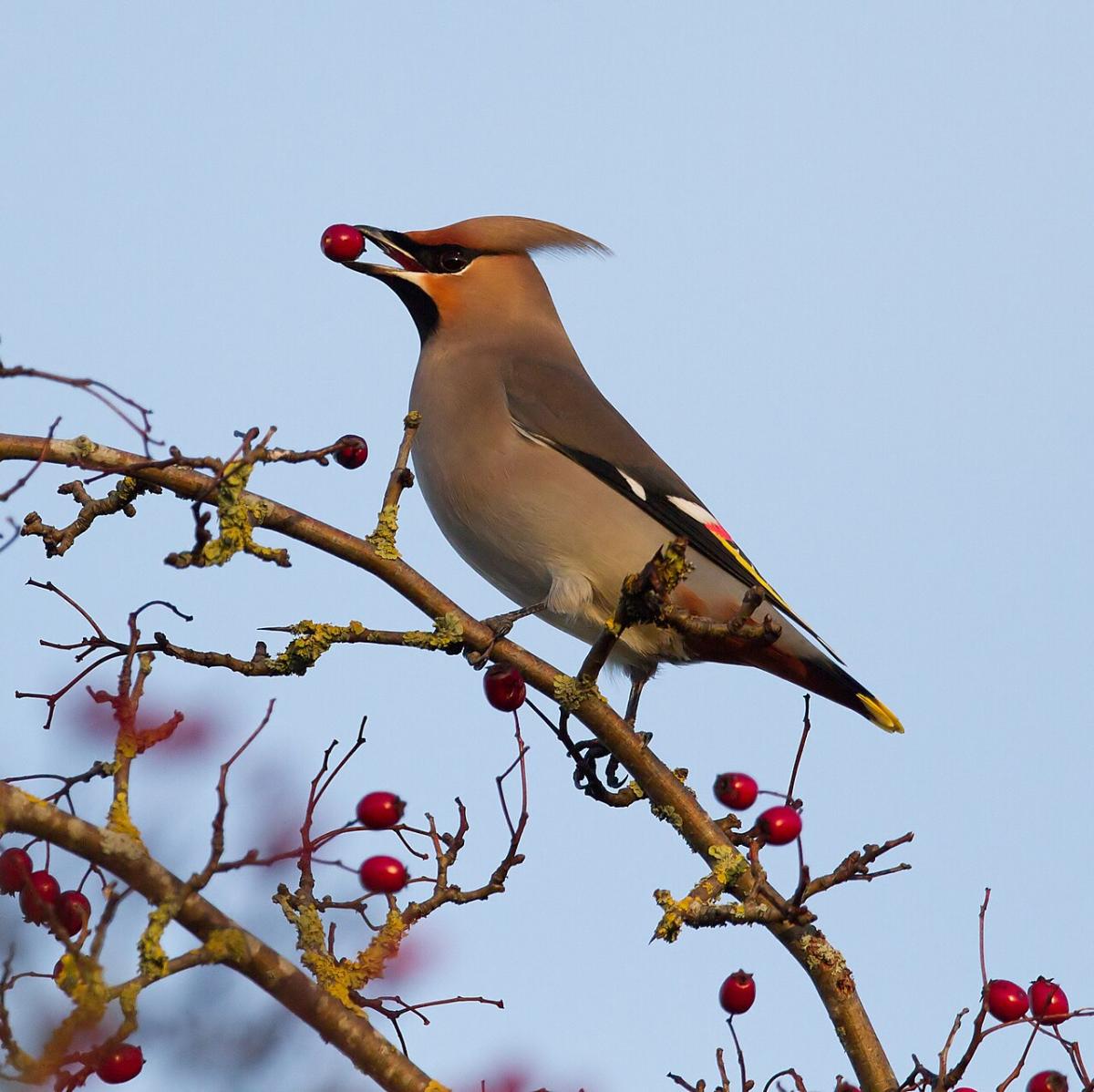 Waxwing