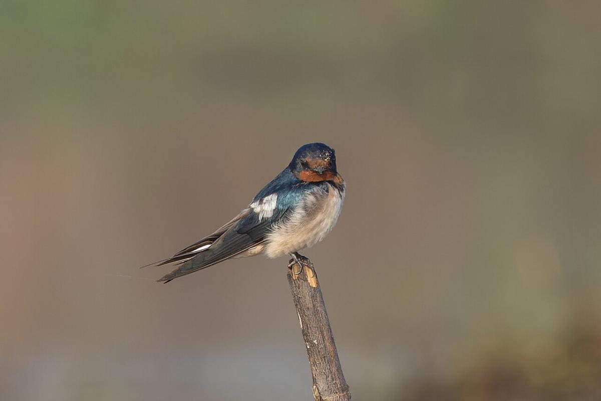 Swallow
