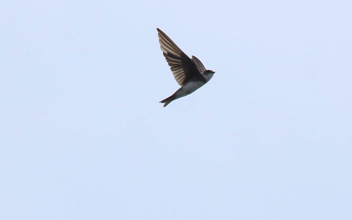 Sand Martin
