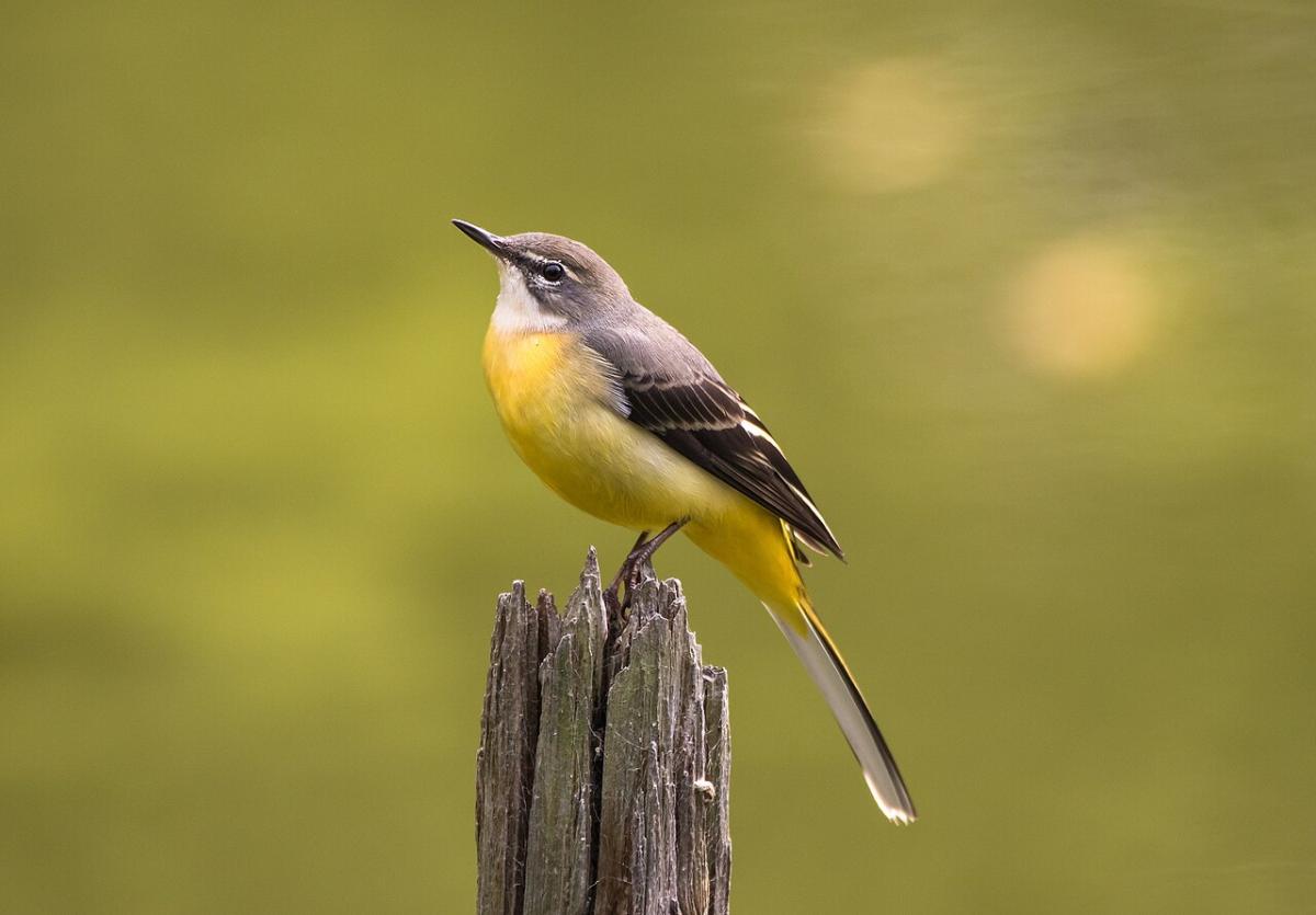 Grey Wagtail