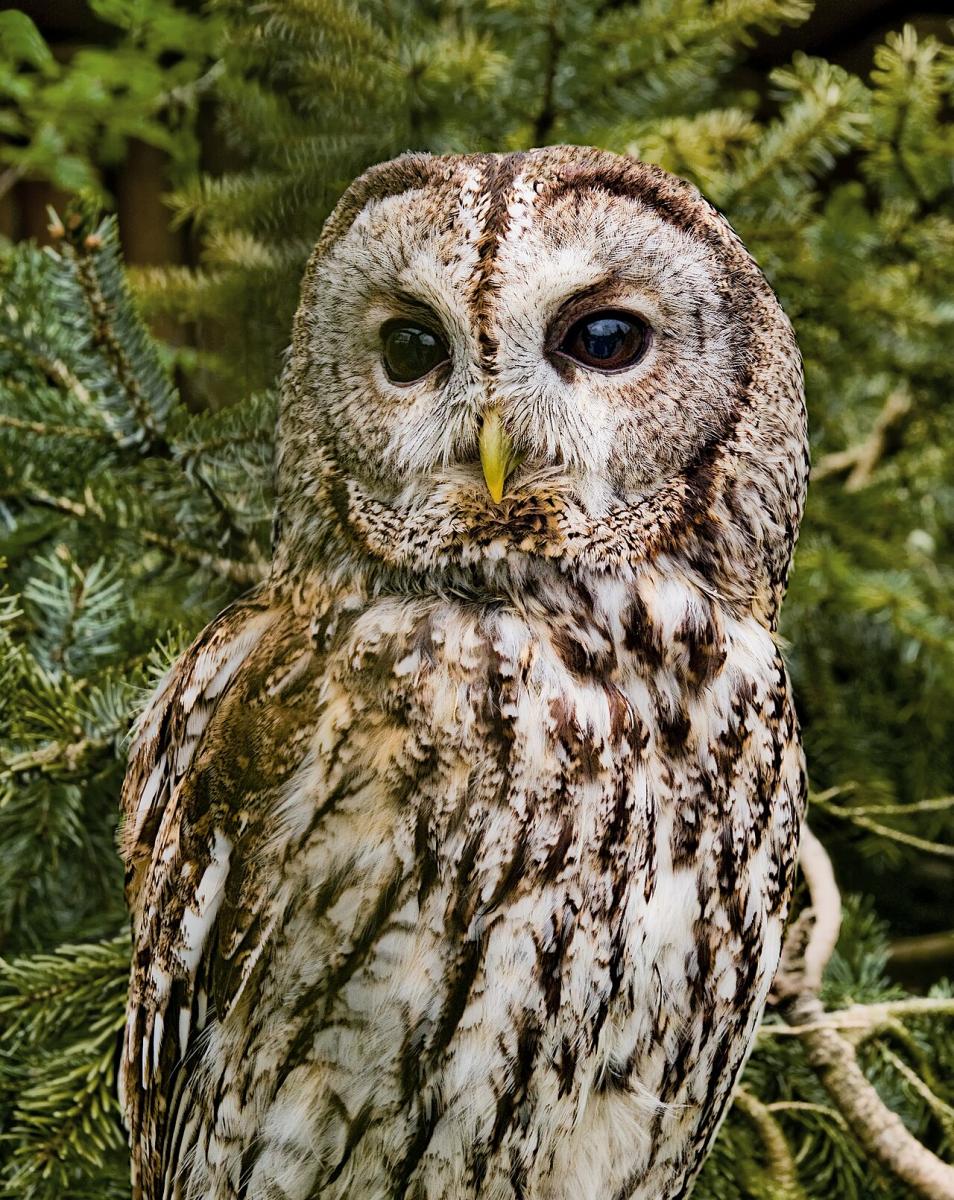 Tawny Owl