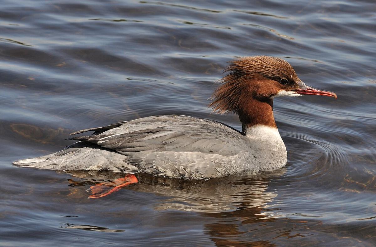Goosander
