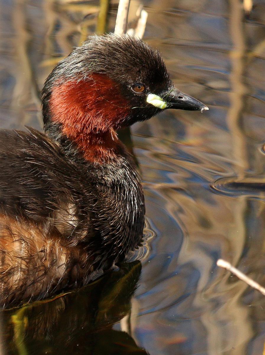Little Grebe