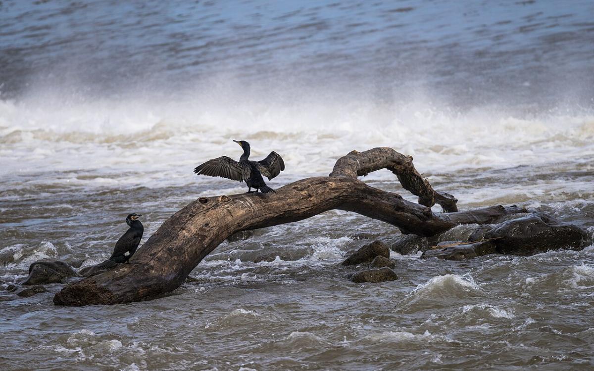 Cormorant