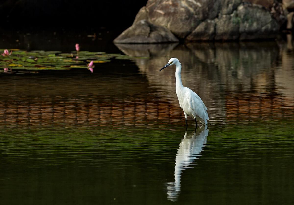 Little Egret