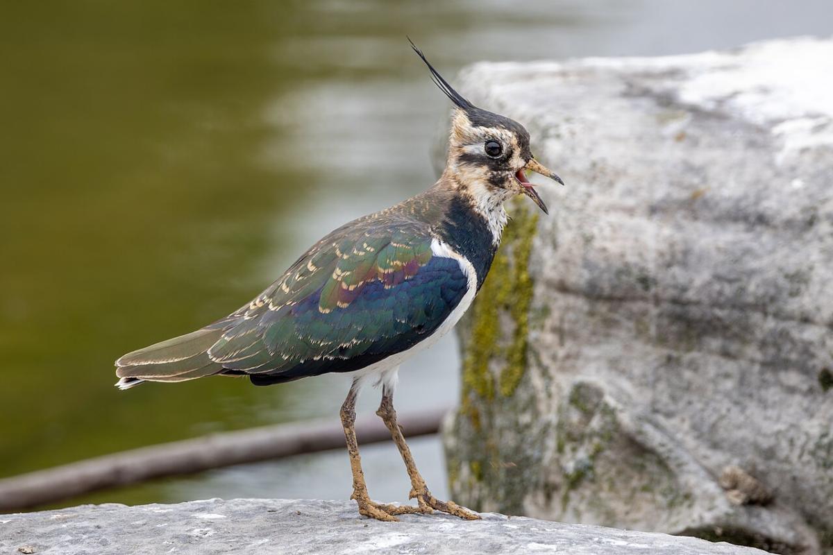 Lapwing