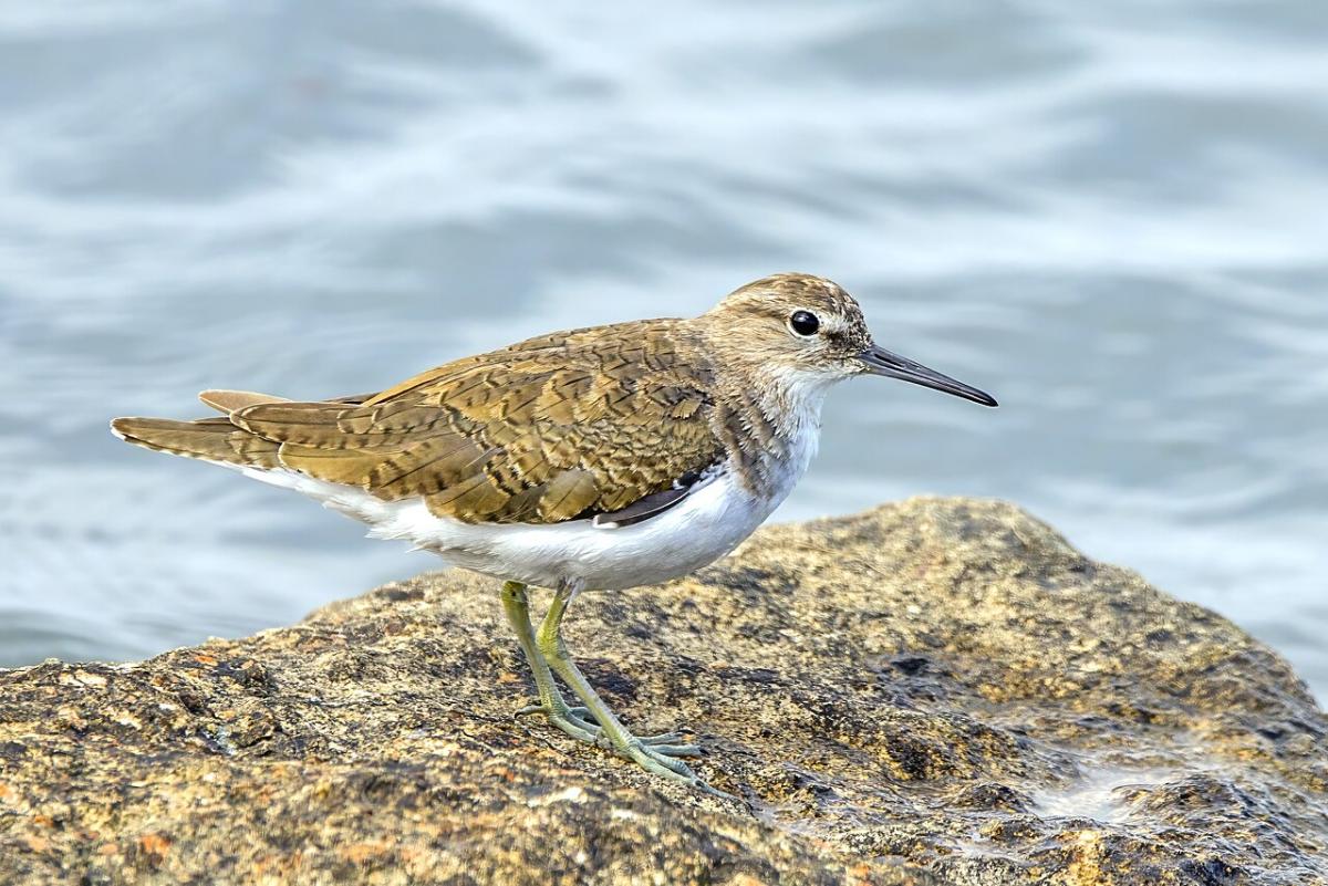 Common Sandpiper