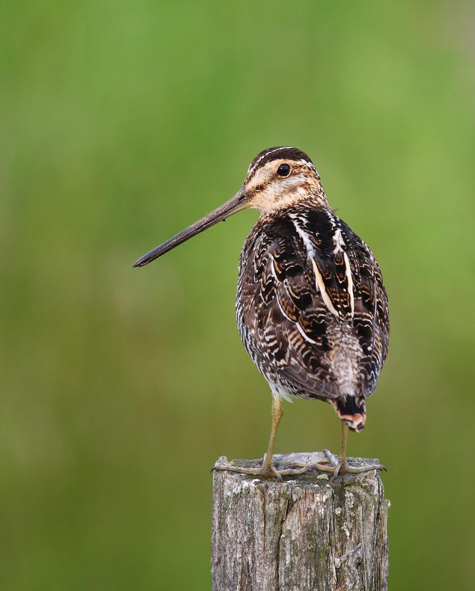Snipe