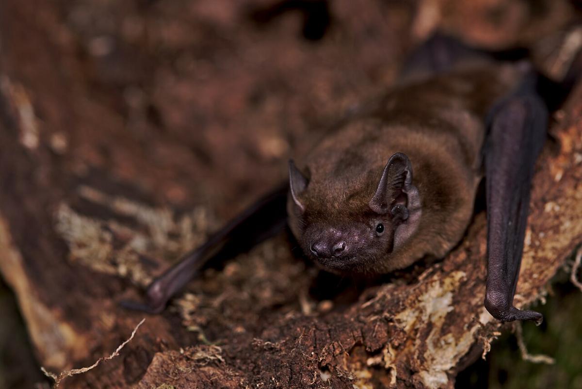 Noctule bat