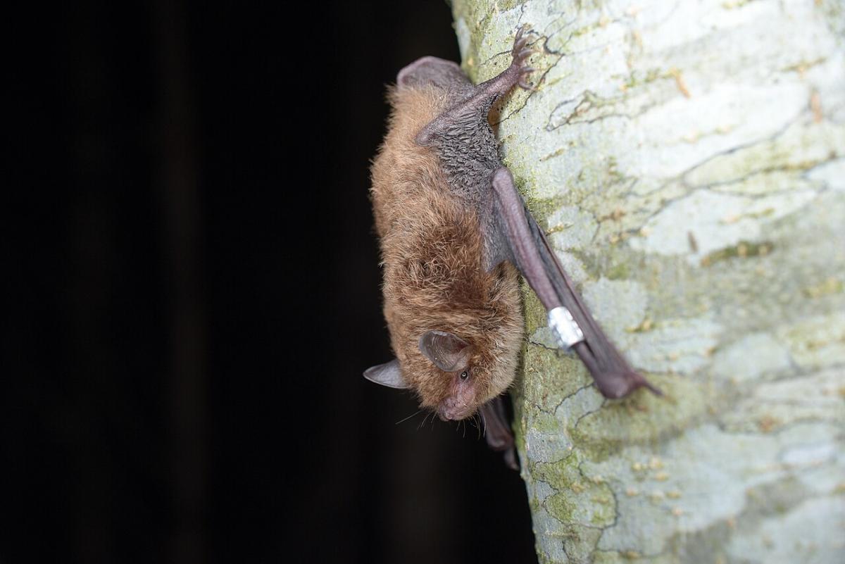 Daubenton's bat