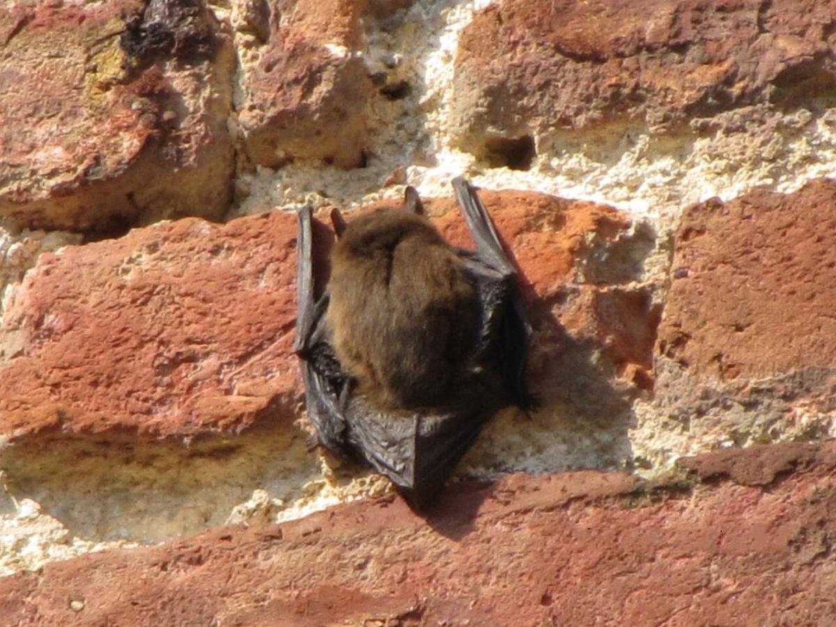 Pipistrelle bat