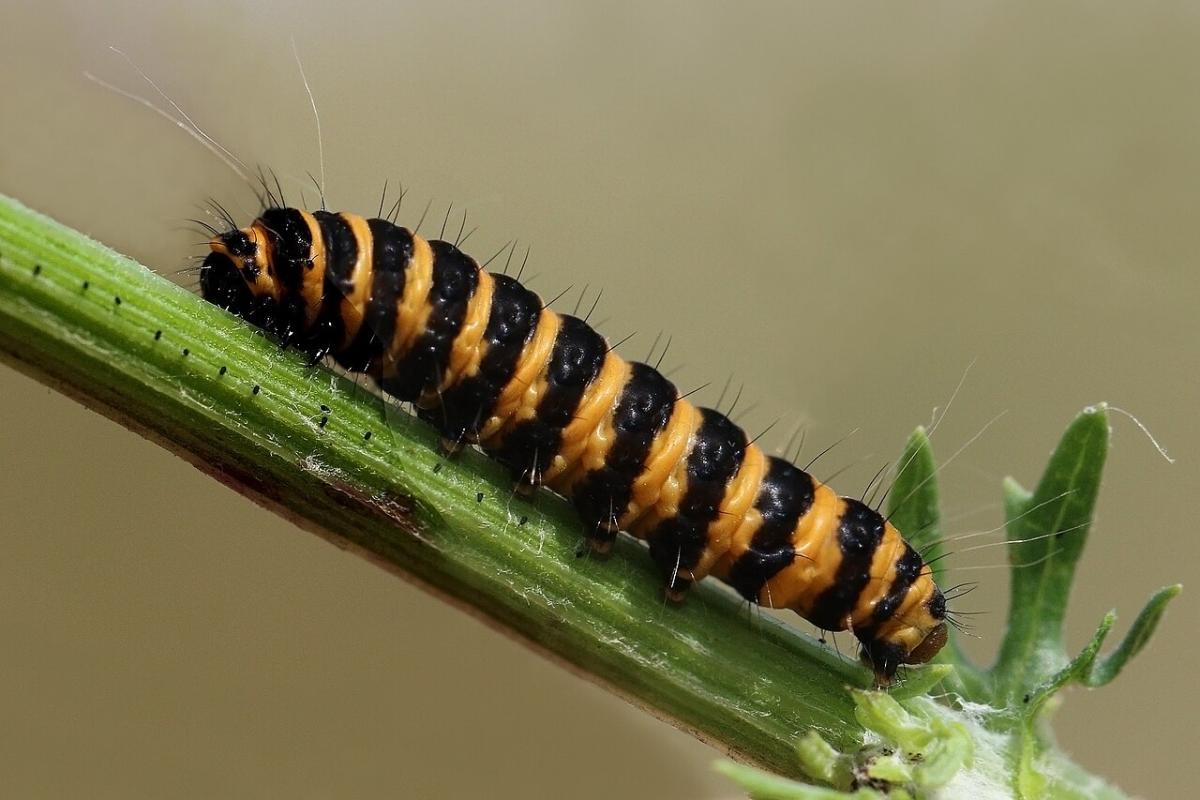Cinnabar Moth Caterpillar