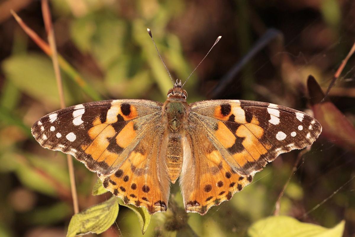 Painted Lady Butterfly