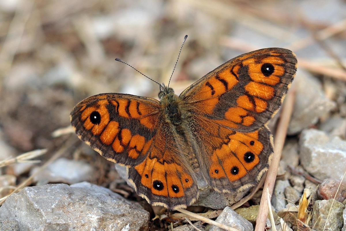 Wall Brown Butterfly