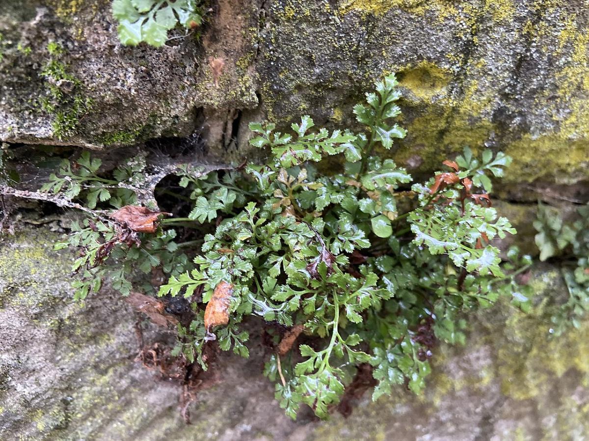 Wall Rue