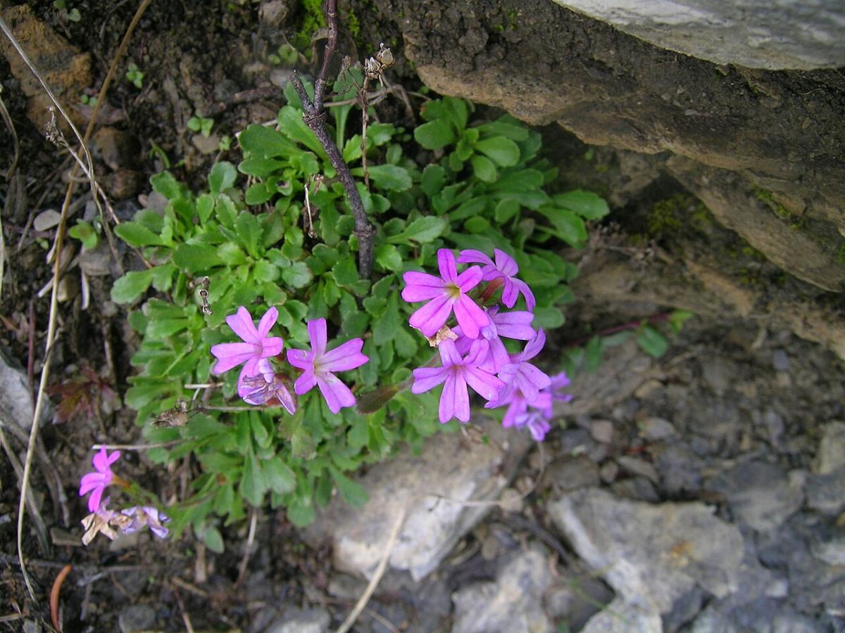 Fairy Foxglove