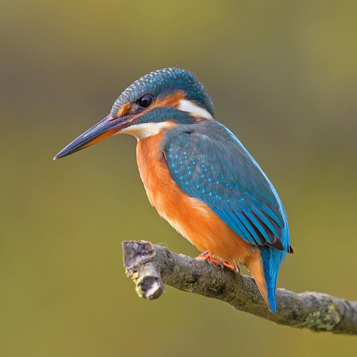 Consultation: Local Biodiversity Action Plan