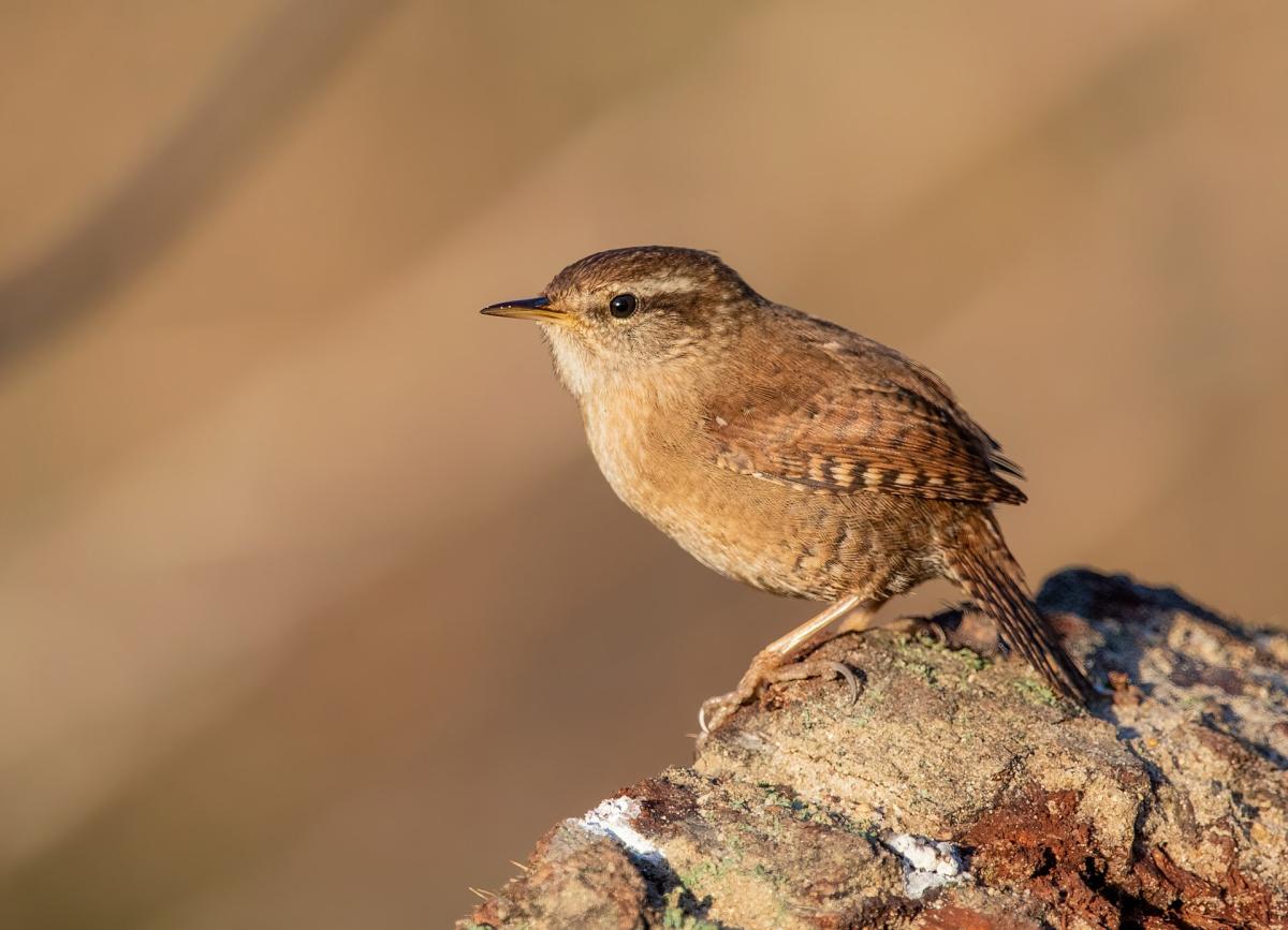 Wren