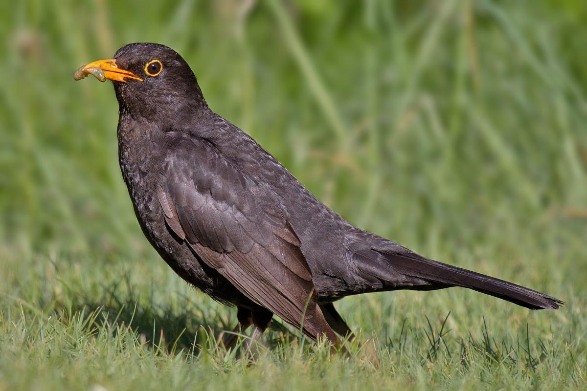 Blackbird