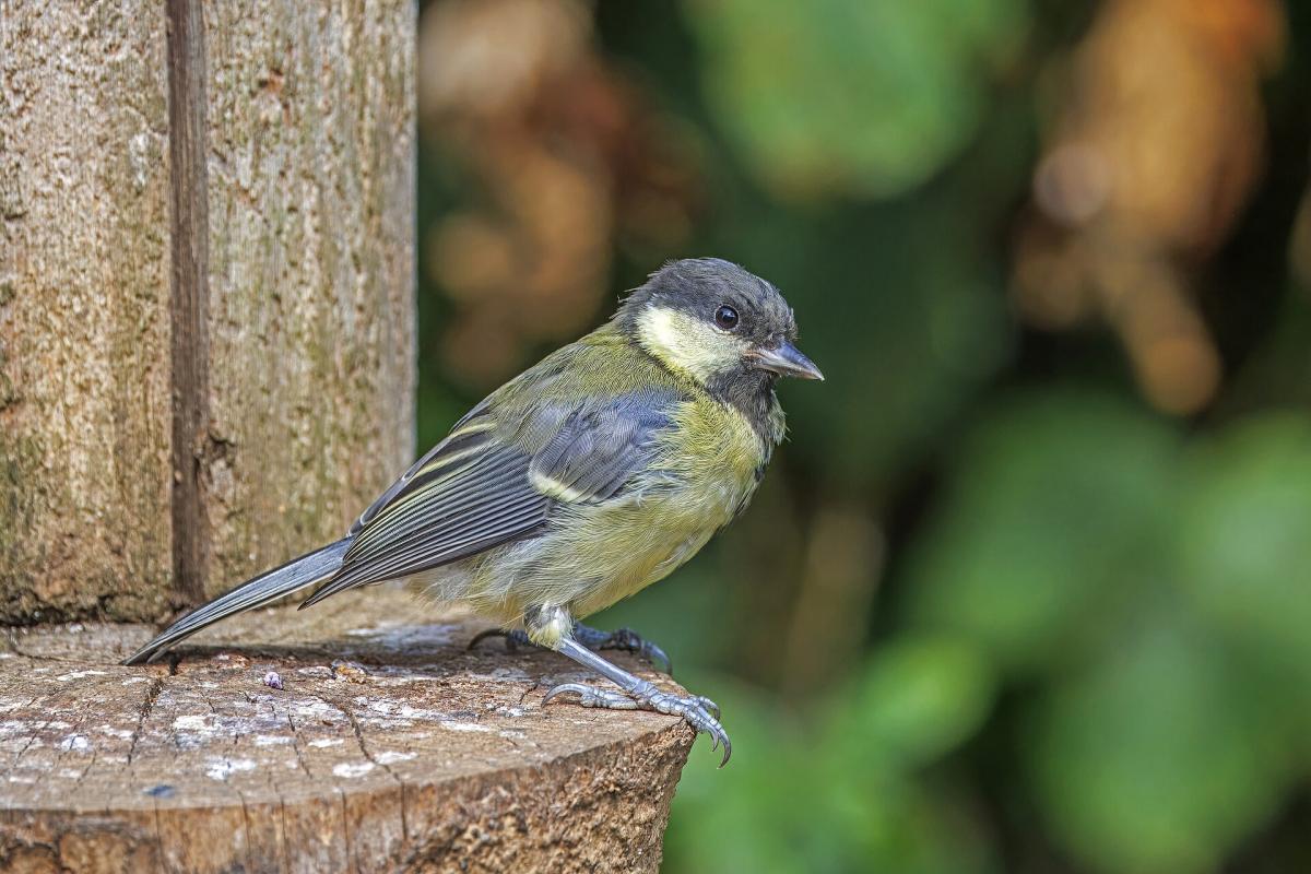 Great Tit