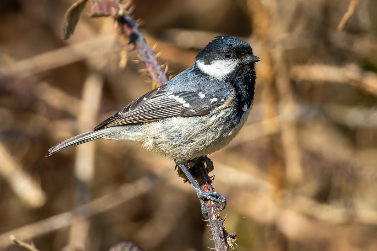 Coal Tit