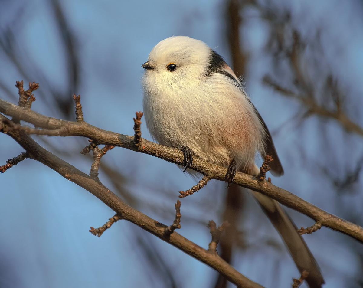 Long-tailed Tit