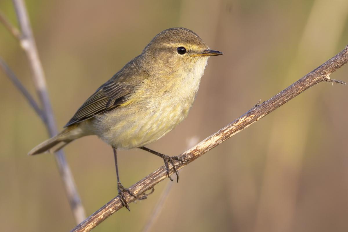 Chiffchaff