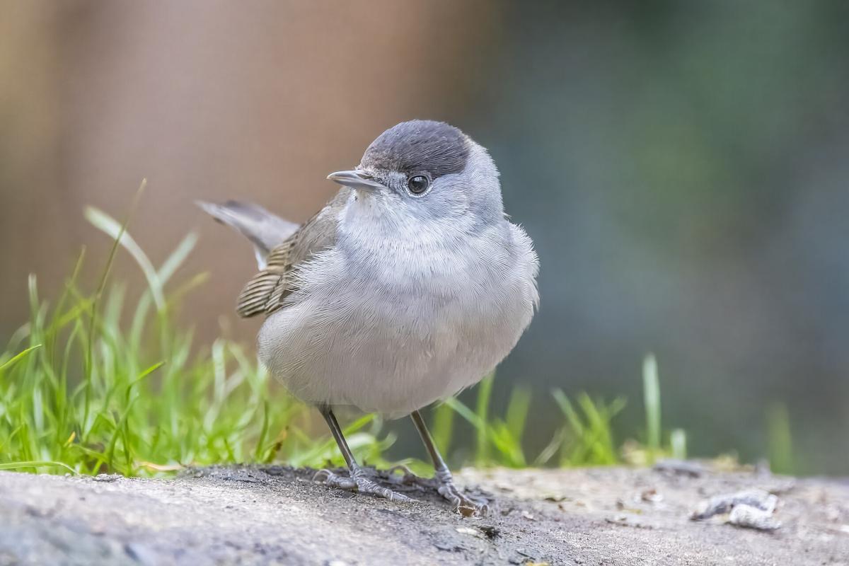 Blackcap