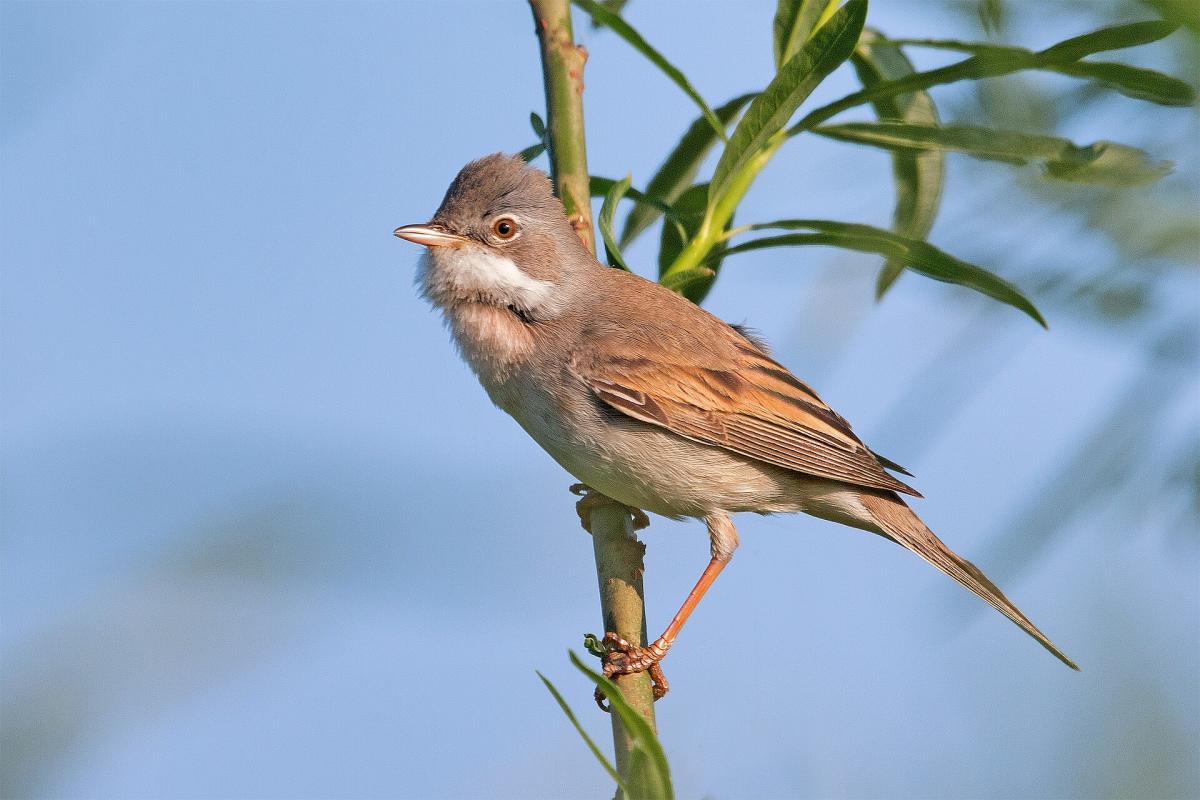 Common Whitethroat